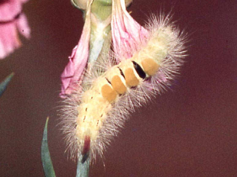 Piccolo e indisponibile bruchetto (Calliteara pudibunda)
